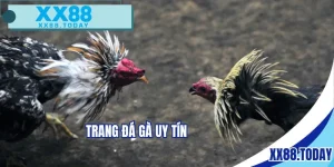 trang đá gà uy tín